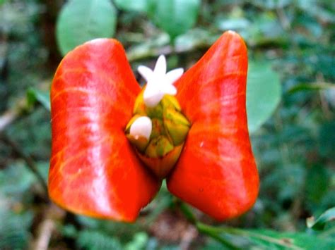 Psychotria Elata Or Hookers Lips Flower Flower That Looks Like Lips
