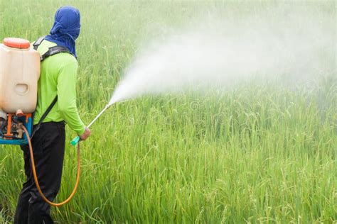 Farmer Spraying Pesticide In The Rice Field Stock Image Image Of