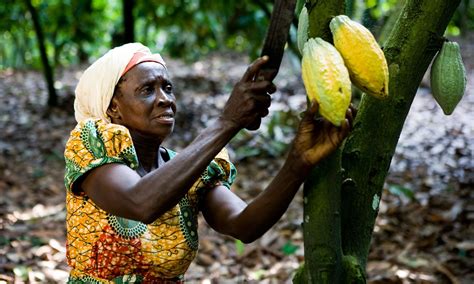 Current State Of Cocoa Production In Ghana Goodman Amcs Blog