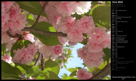 Double Blossoming Cherry Tree Iii Calendar