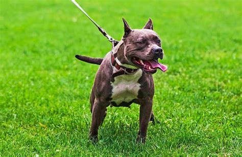 Desgarrador Video Pitbull Sin Bozal Mató A Otra Mascota Dentro De Un