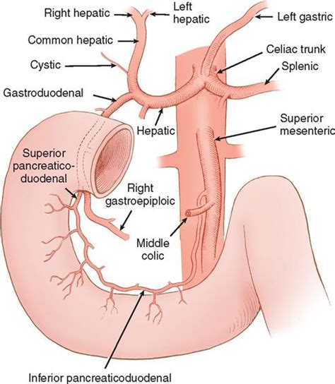 2 Gastrointestinal Surgery Basicmedical Key