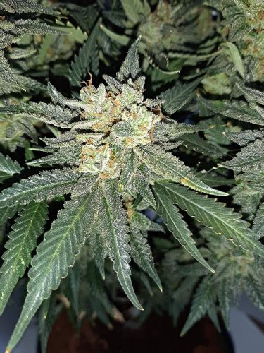 Gorilla Cookies Automatic Strain Info Gorilla Cookies Automatic Weed