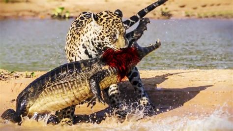 Jaguar Attacks And Eats Crocodile Animals Caiman Apex Predator