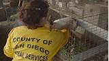 County Of San Diego Animal Services Images