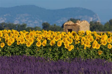 Provence France Sunflower Fields Provence