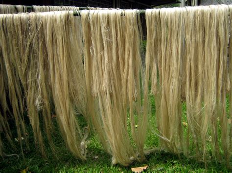 Abaca Strongest Natural Fiber Rediscovered First Of Two Parts Edge