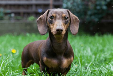 Dachshund Lifespan Facts You Should Know Pawleaks