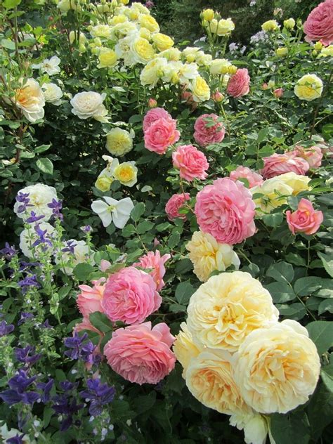 Pin De Rose Gardening Em Rose Gardening Rosas Trepadeiras Flores