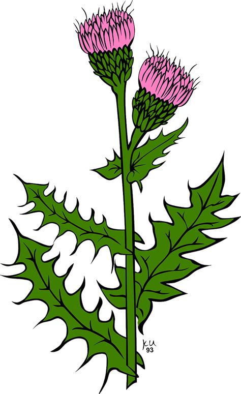 25 Scottish Thistle Png In Transparent Png 15mb Best Png Album