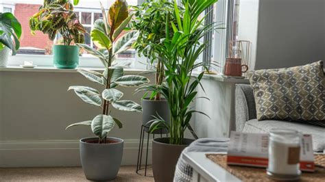 14 Best Large House Plants Tall Indoor Plants Oxy Plants