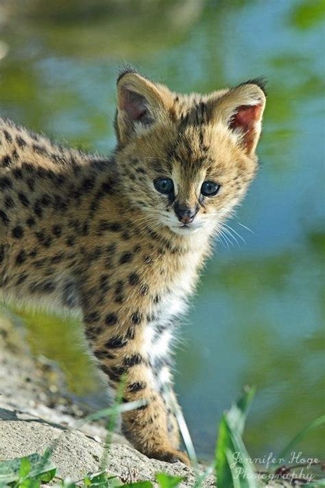 273 Best Serval And Savannahs Images On Pinterest Big
