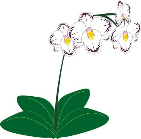 Orchid Flower · Free Vector Graphic On Pixabay