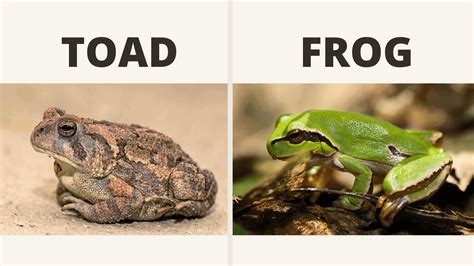 Differences Between Frogs And Toads