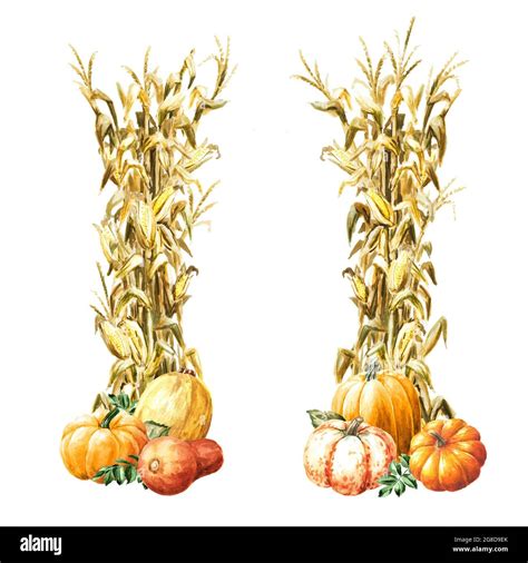 Autumn Decoration Made Of Dried Corn Stalks And Ripe Pumpkins Set Hand