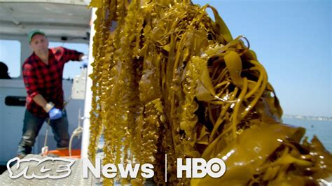 Kelp Could Save Our Oceans — If You Eat It Hbo Youtube