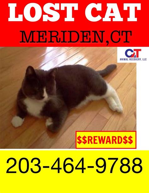 missing cat in meriden ct lost cat meriden cats