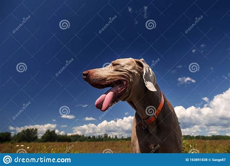 Weimaraner Dog Standing In Sunny Countryside Field Stock Photo Image