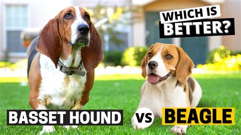 Beagle Vs Basset Hound Which Is Better Youtube