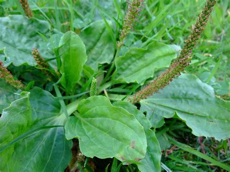 Herbal Picnic Plantain