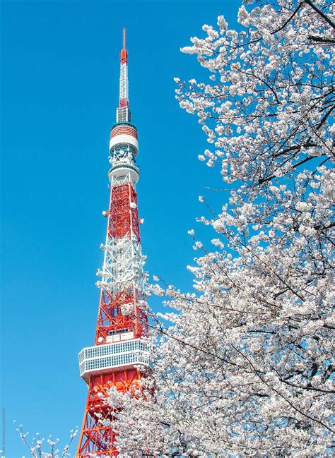 The tokyo tower is the symbol of the economic prosperity in japan after the world wars. Cherry Blossoms And Tokyo Tower by Leslie Taylor - Stocksy ...