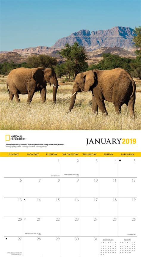 National Geographic Elephants 2019 Wall Calendar Calendar Wall