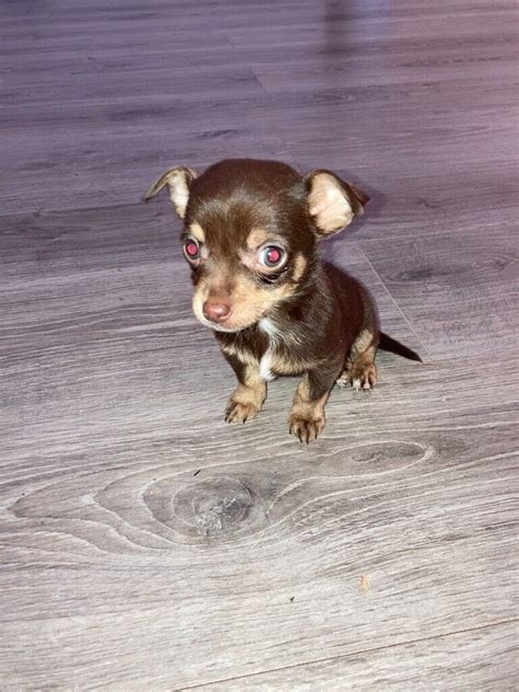 25 Chihuahua For Sale Kent Photo Bleumoonproductions