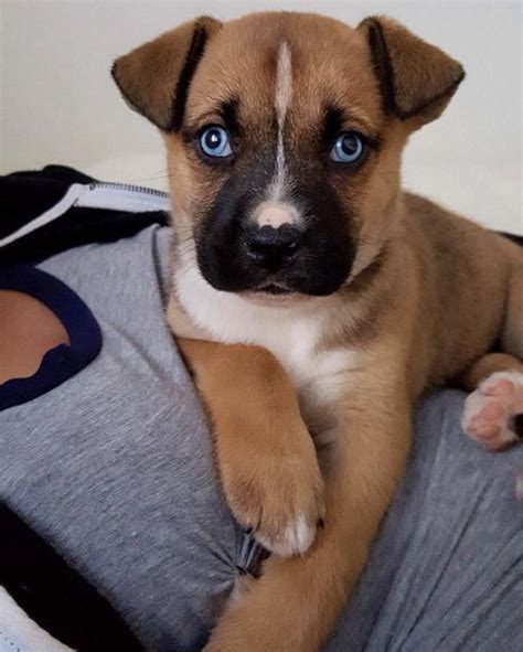 Just In Case You Havent Seen And Huskyboxer Mix Aww