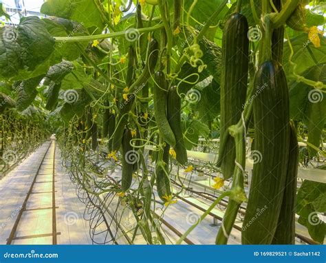 Cucumber Farm Greenhouse With Pathway In The Center Royalty Free Stock