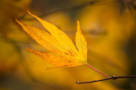 Autumn Yellow Leaf Stock Photo Image Of Decoration 52848378