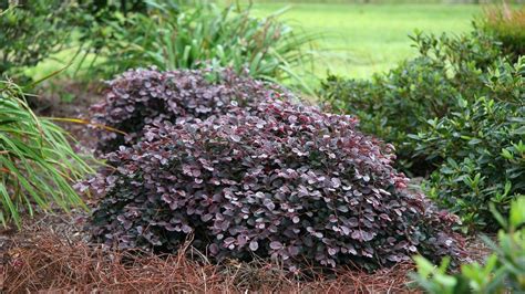 Jan 28, 2021 · l. Loropetalum chinense 'Purple Pixie' | Alpine Nurseries