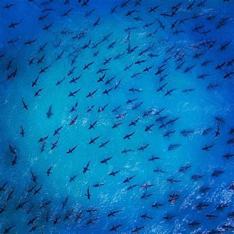 National Geographic On Instagram Photograph By Paulnicklen