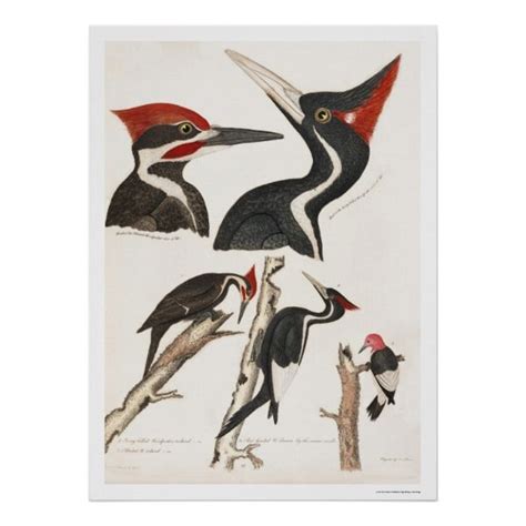 ivory billed pileated and red headed woodpeckers poster bird prints woodpecker illustration