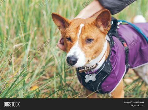 Basenji Dog Dressed Image And Photo Free Trial Bigstock