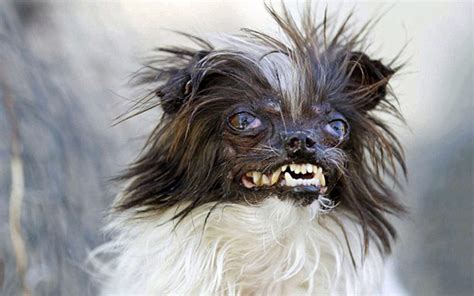 Meet The Contestants Of The Worlds Ugliest Dog Competition