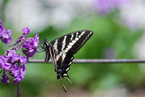 Swallowtail Butterfly With Western Wallflower In The Garden Swallowtail Butterfly Garden