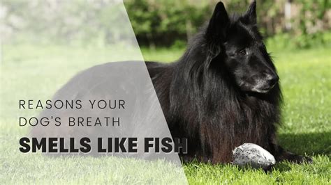 Why Does My Puppys Breath Smell Like Fish Causes And Fixes Rebarkable