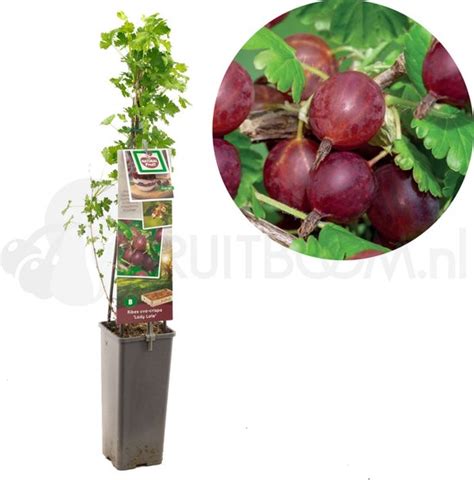 Rode Kruisbes Ribes Uva Crispa Lady Late Rode Kruisbes