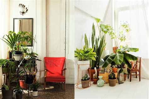 How To Decorate A Living Room With Indoor Plants