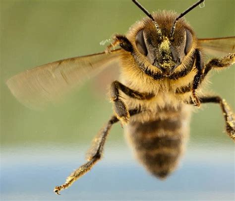 Flight Of The Honey Bee Bee Honey Bee Bee Keeping