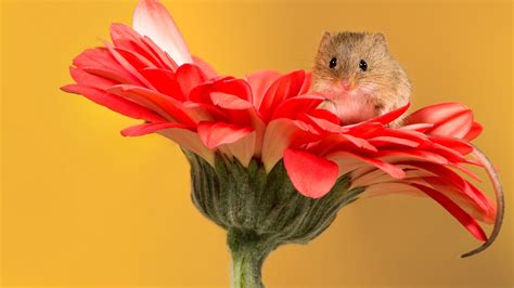 Hamster On Flower Backiee