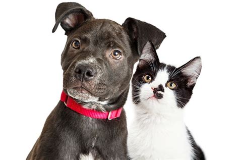 Febbre Q Nel Cane E Gatto Cause Sintomi E Terapia Petsblog