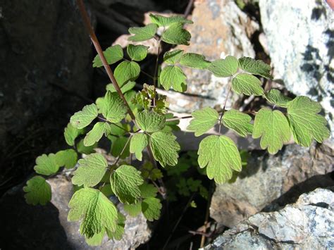 Rue has a long history of medicinal uses, though in the culinary world it is mostly known as a flavoring for the italian liquor, grappa al ruta. Thalictrum sparsiflorum