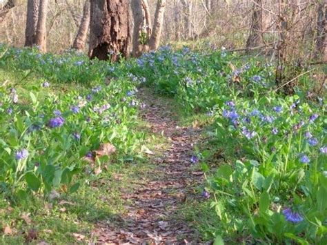 Spring Blooms Virginia Bluebells Native Plants Native Garden Plants