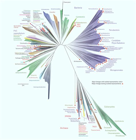 Small blood vessels carrying the fetal. SYMPHY: Researchers Propose New 'Tree of Life' Framework ...