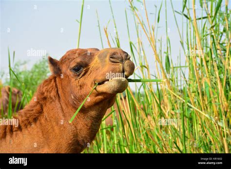 Camel eating grass closeup shot Stock Photo - Alamy