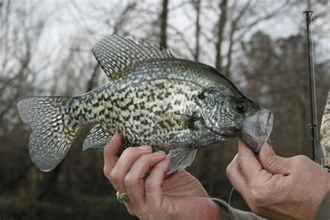 Tompkins Favored Fish Flourishes With Spring Spawn