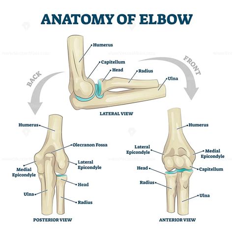 Anatomy Of Elbow Skeletal Bone Structure Labeled Scheme Vector