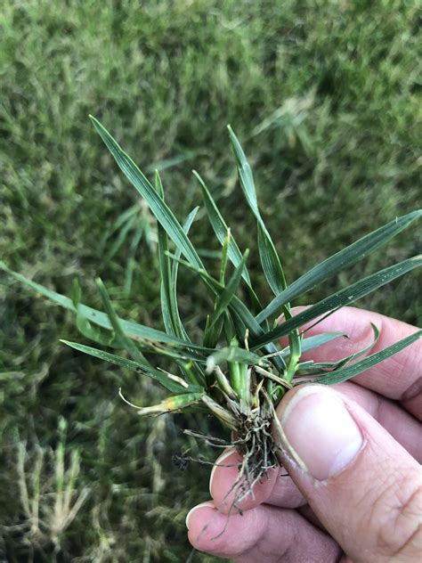 Lawn Grass Identification Chart