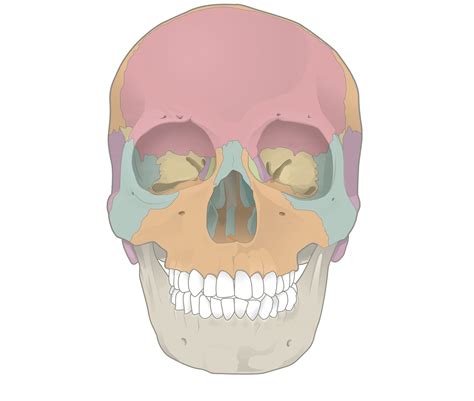 Openstax Anatphys Fig Anterior View Skull No Labels Anatomytool